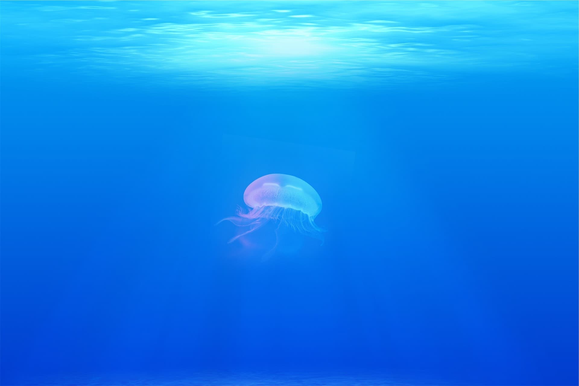 Jakob von Uexküll: Umwelt und Innenwelt (translation)